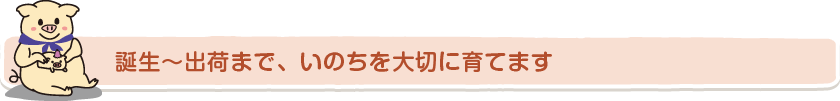 誕生～出荷まで、いのちを大切に育てます