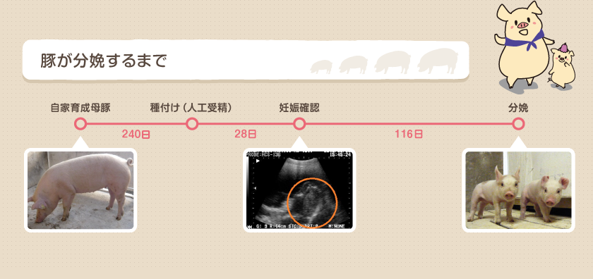 豚が分娩するまで