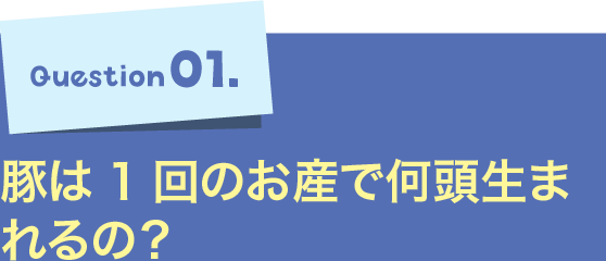 Question01.豚は1回のお産で何頭生まれるの？