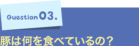 Question03.豚は何を食べているの？