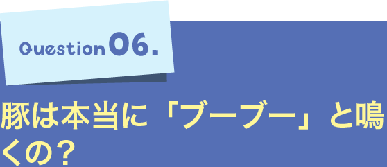 Question06.豚は本当に「ブーブー」と鳴くの？