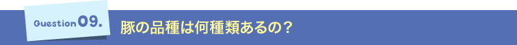 Question09.豚の品種は何種類あるの？