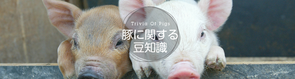豚に関する豆知識
